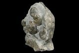 Fossil Ammonite (Cleviceras) Cluster - Sandsend, England #176348-3
